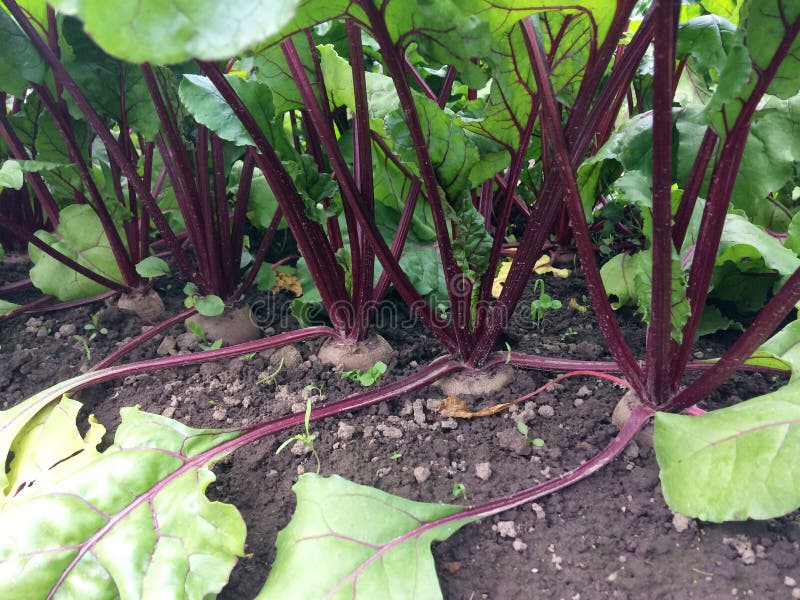 Beets Growing in the Garden Stock Image Image of nutrition, beet 163732871