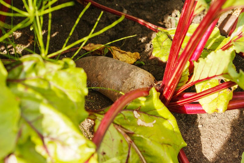 Beets Growing on the Garden Stock Image Image of healthy, closeup