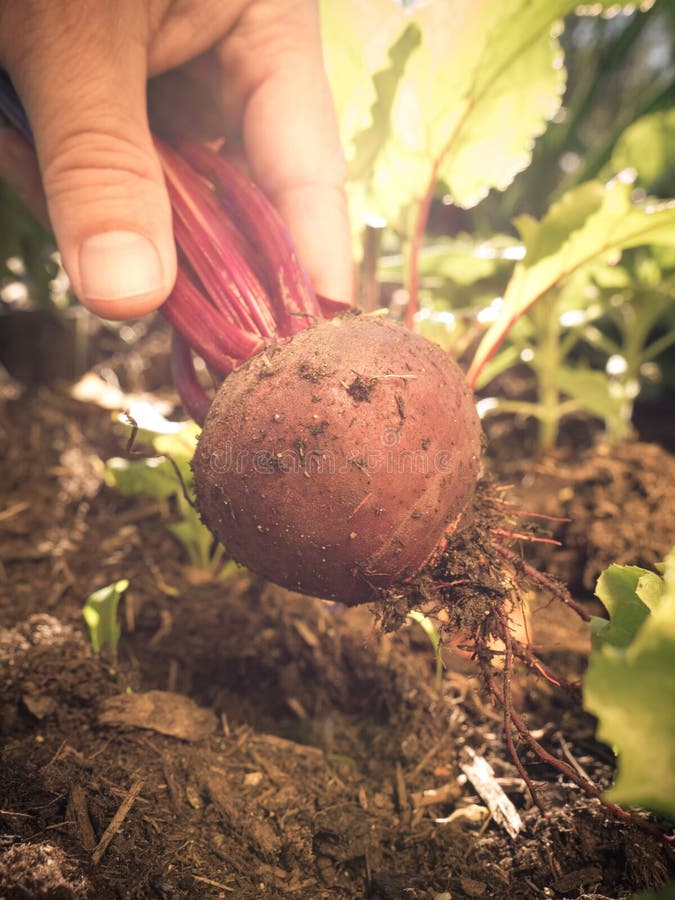 Beets harvesting stock photo. Image of farming, gardener 95828966