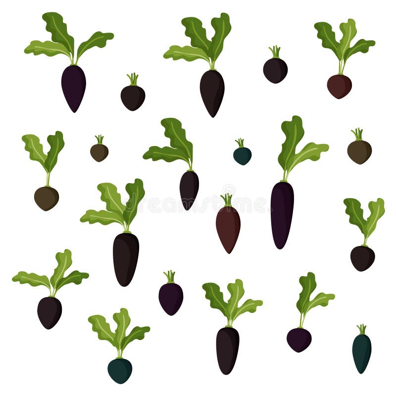 Beets and radishes set stock vector. Illustration of root 108749047