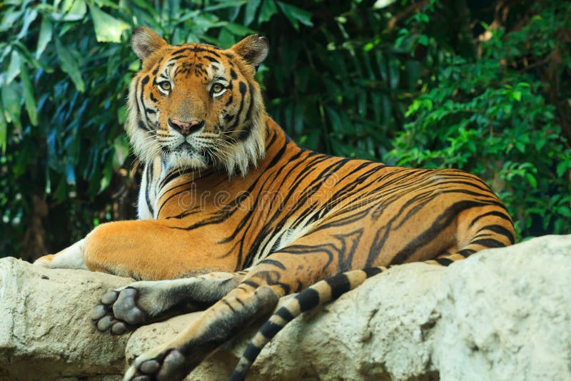 Begal Tiger lay on rock stock photo. Image of habitat - 42209908