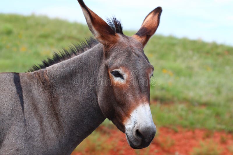 Begging Burro - Custer State Park royalty free stock photos