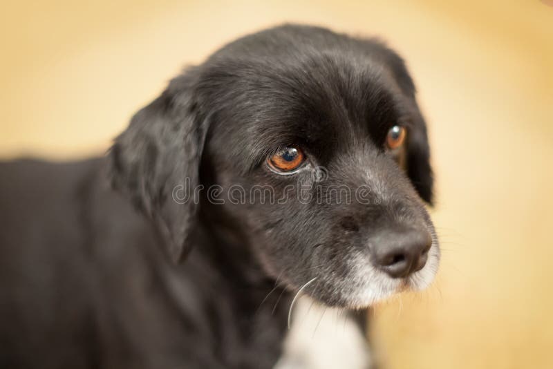 6,544 Begging Dog Stock Photos Free & RoyaltyFree Stock Photos from