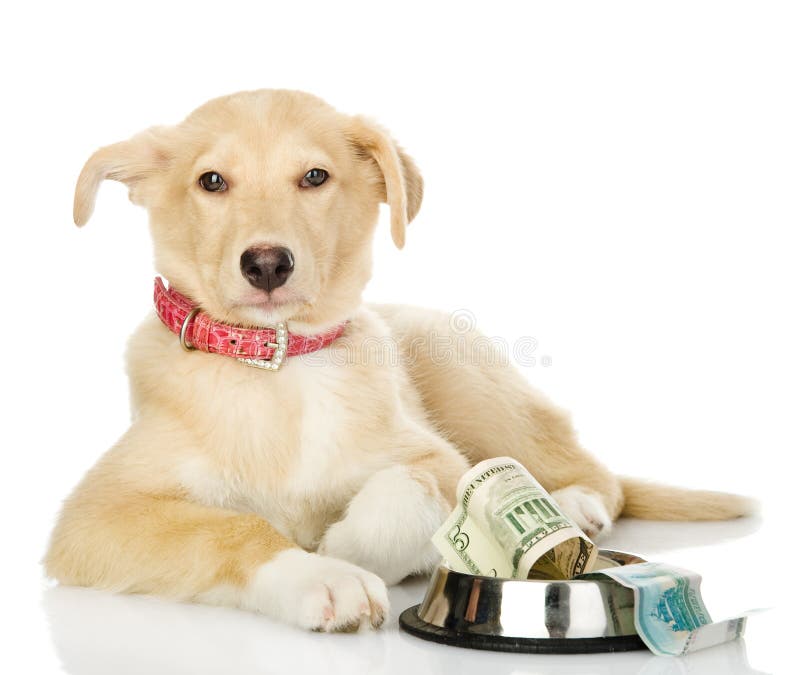 Money pet. Собака с деньгами. Begging Dog.