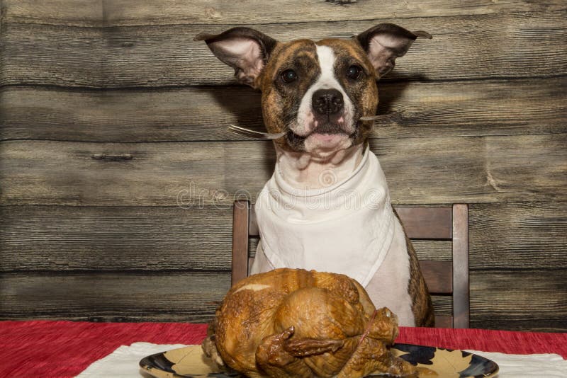 A cute dog begging for food at the dinner table. A cute dog begging for food at the dinner table.