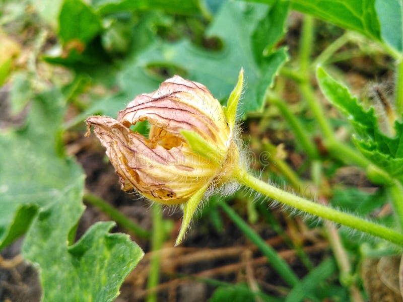 A begin dying flower. stock image. Image of flower, smart 229081939