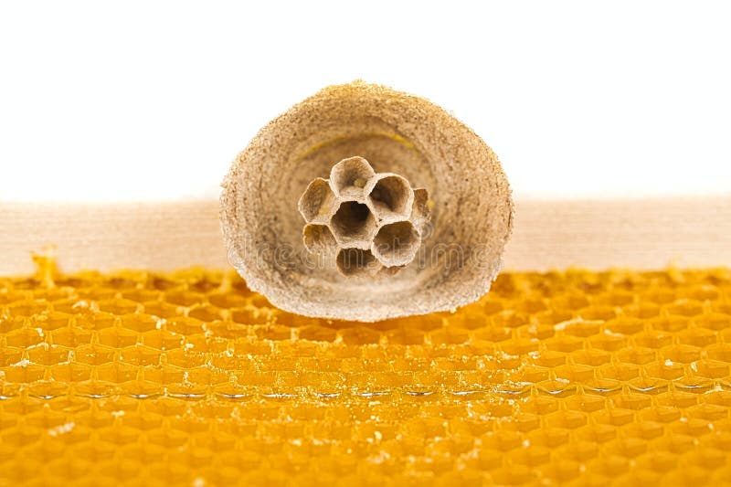 Begin of Nest of Asian Hornet on Beehive Frame Stock Image Biology Diagrams