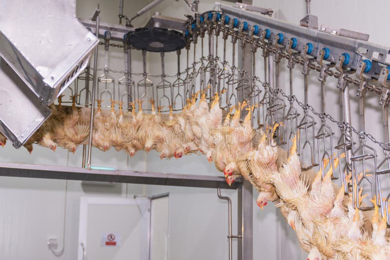 262 Poultry Slaughterhouse Stock Photos - Free & Royalty-Free Stock Photos  from Dreamstime