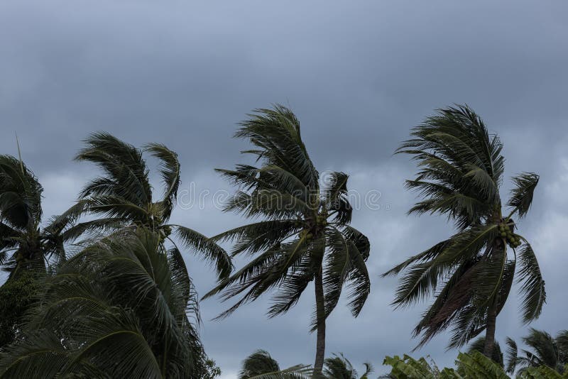 Tornado en orkaan vanaf kronkelige en blazende kokospalmenboom met donkere onweerswolken. In de tropische regenachtig seizoen