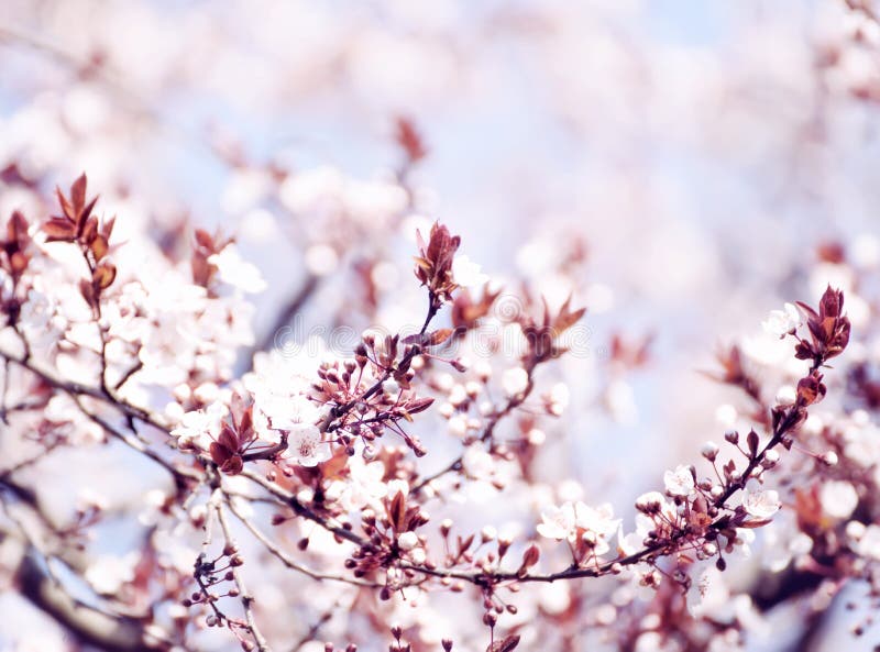 The Beginning of Flowering Cherry Tree. Opening Wonderful Tender First ...