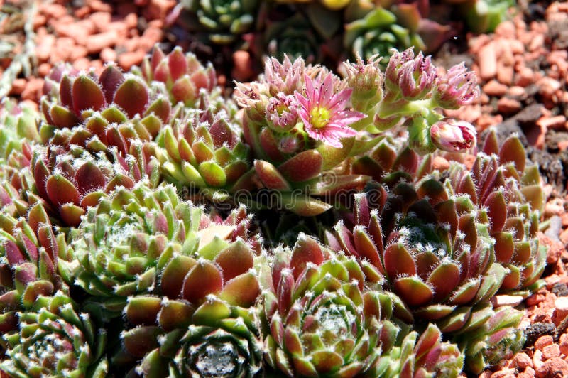 Close-up of houseleek with pink partly open partly closed flowers  2