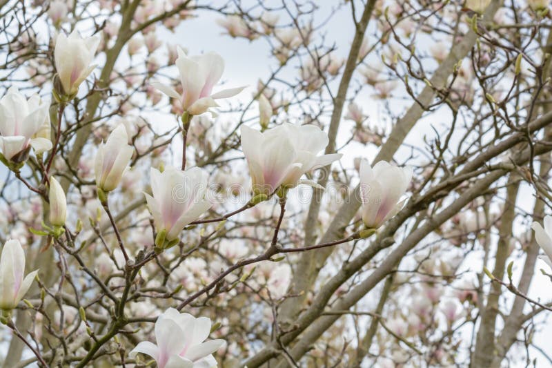 The Beginning of the Flowering of White Magnolia on the Branches Stock