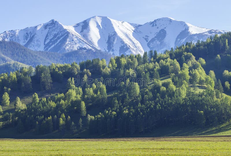 The Beginning Of Summer In The Mountains Green Forests And Meadows