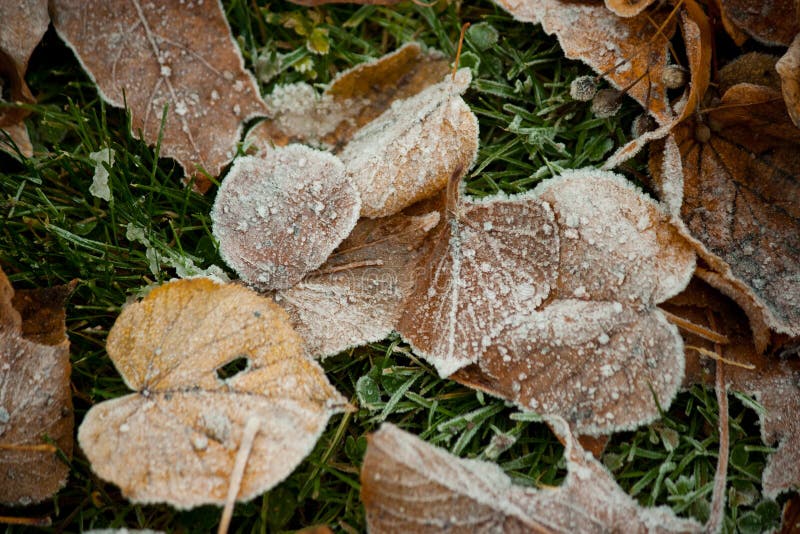 Beginning of Winter, End of Autumn, Leaves Under Snow Stock Image