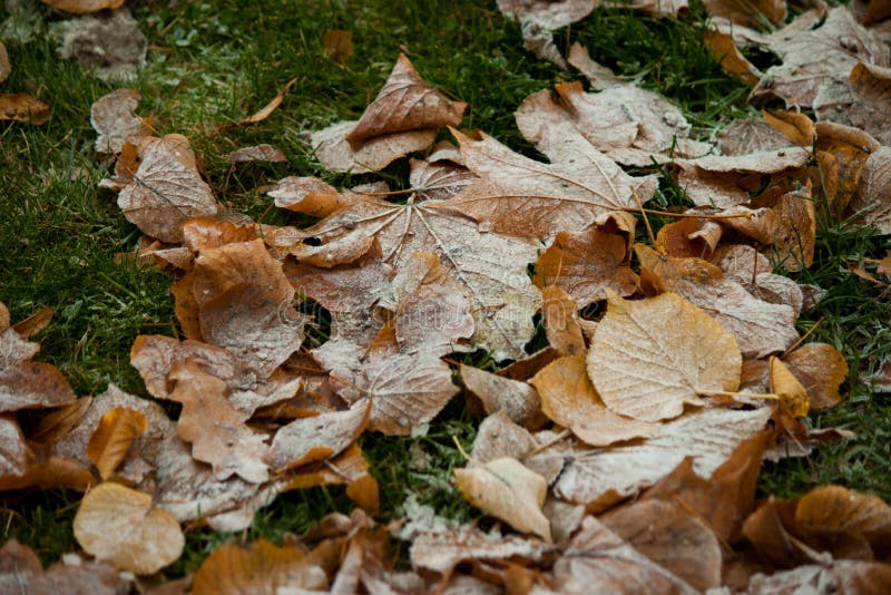 Beginning of Winter, End of Autumn, Leaves Under Snow Stock Image