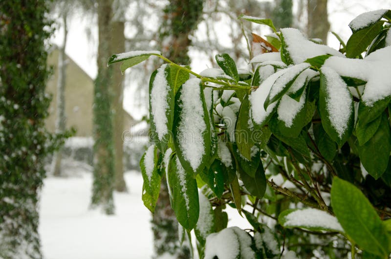 Beginning of Winter, End of Autumn, Leaves Under Snow Stock Image