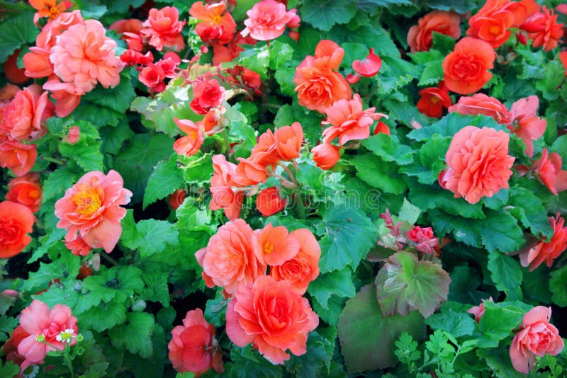 Begonia stock photo. Image of flora, blooming, beauty - 21242904
