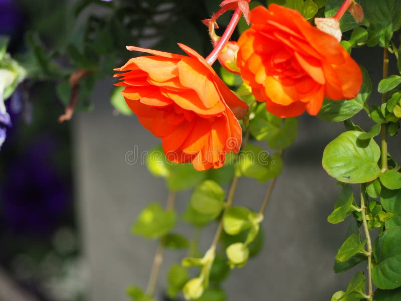 Begonia Anaranjada Para Jardín De Hobby Exterior Imagen de archivo - Imagen  de exterior, anaranjado: 203810865