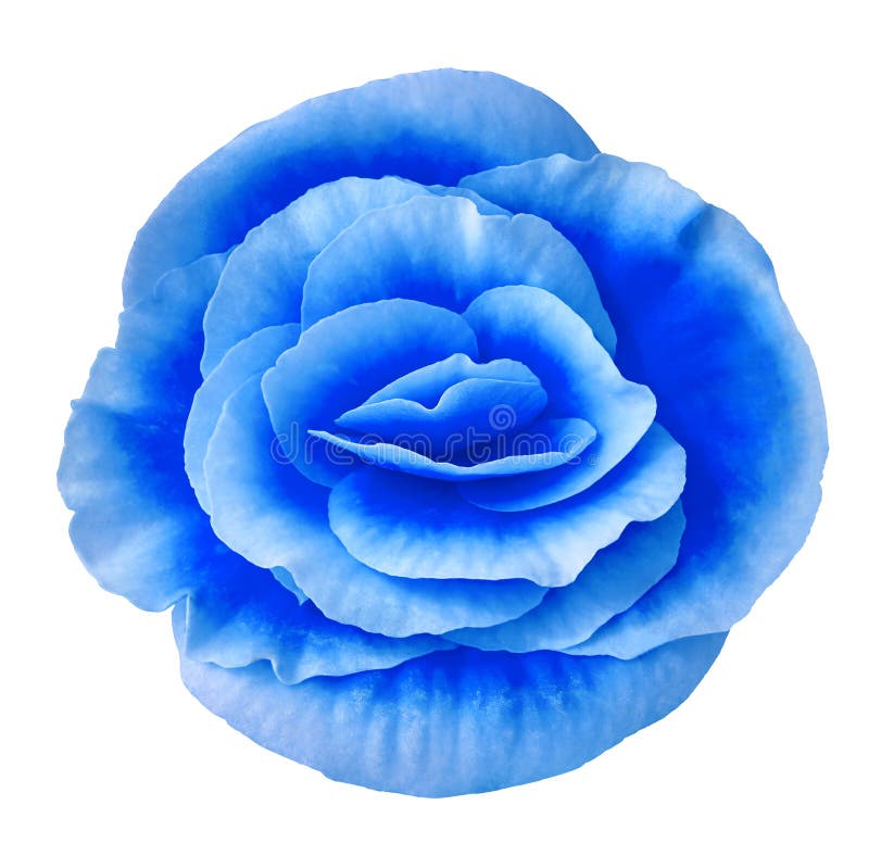 Begonia Azul De La Flor Aislada En El Fondo Blanco Primer Elemento Del  Diseño Foto de archivo - Imagen de hermoso, truncamiento: 116928094