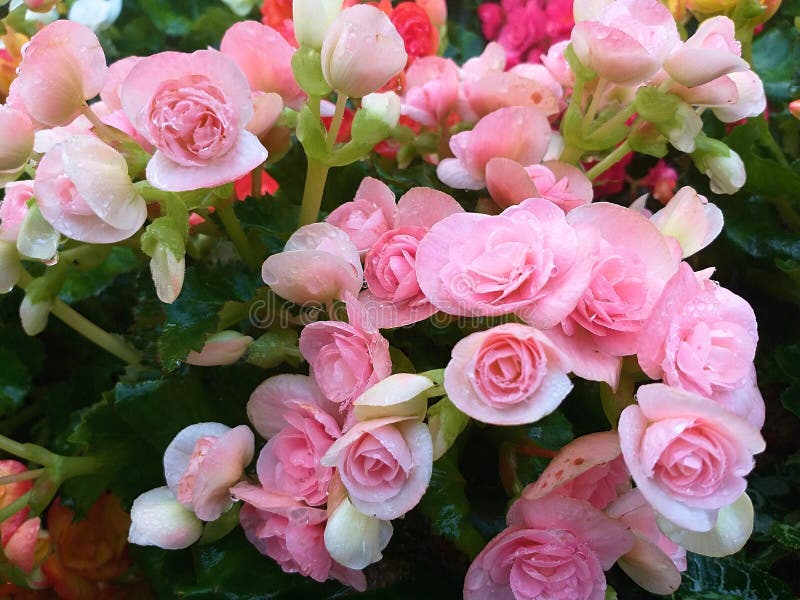 Begonia Begoniaceae Flor En Forma De Corazón Foto de archivo - Imagen de  flor, valentina: 134265006