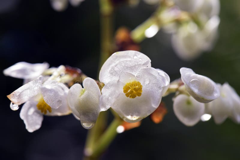 Begonia blanca en el fondo oscuro del bosque foto de archivo Begonia blanca en el fondo oscuro del bosque foto de archivo