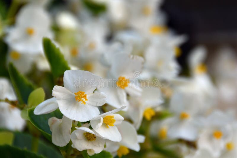 Begonia Blanca a La Sombra Del Parque. Foto de archivo - Imagen de floral,  exterior: 227416466