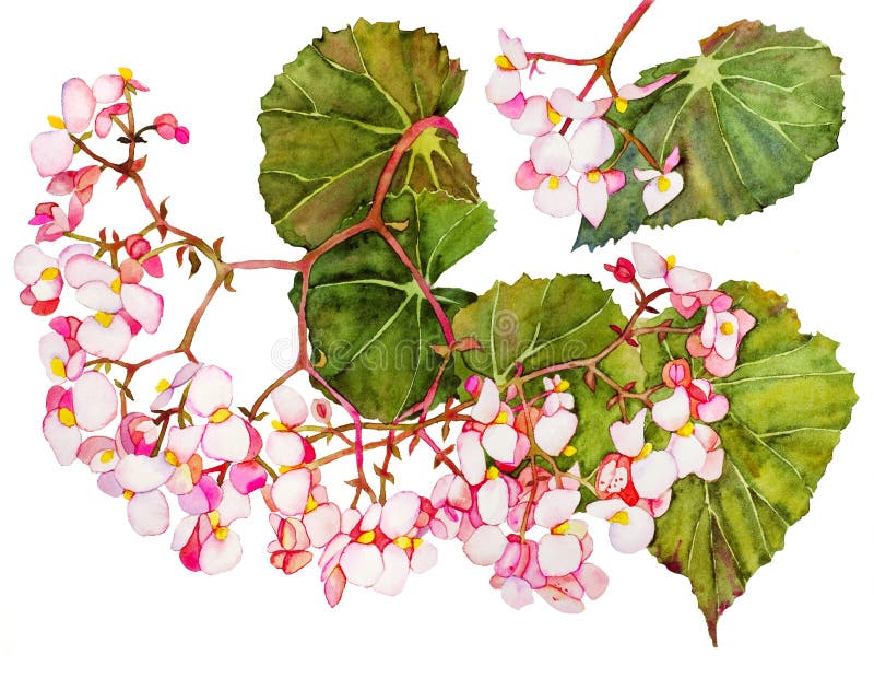 Begonia Stock Illustrations – 1,403 Begonia Stock Illustrations, Vectors &  Clipart - Dreamstime