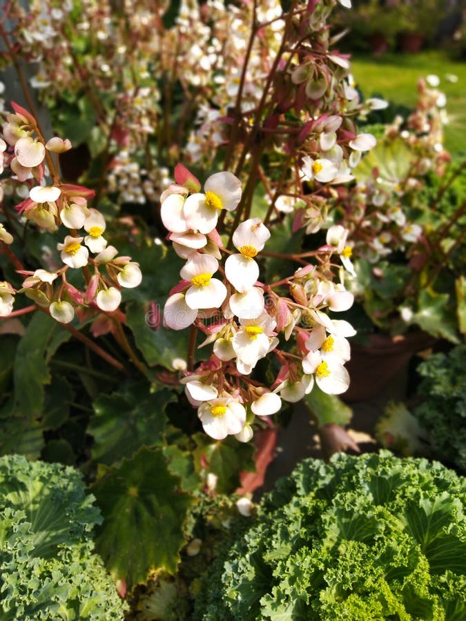 Begonia bowerae flowers stock photo. Image of begonia 175536348