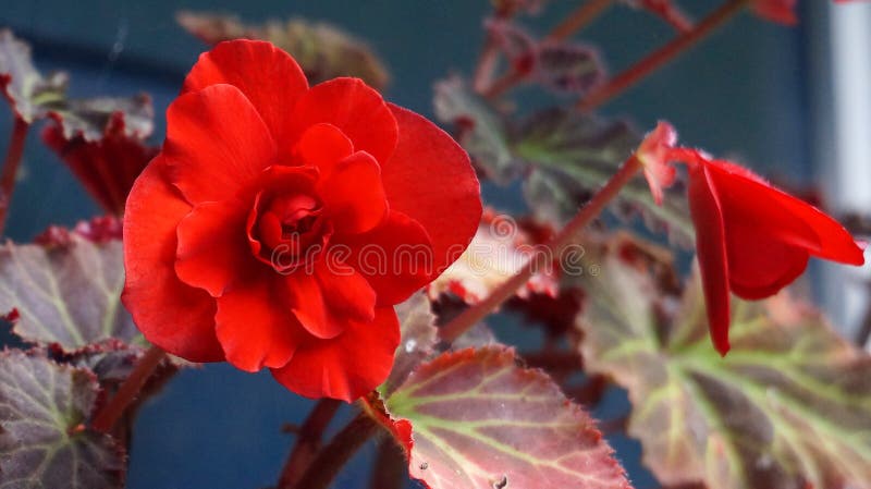 Begonia De Hoja De Pomelo Rojo Vivo Imagen de archivo - Imagen de begonia,  flores: 207795275