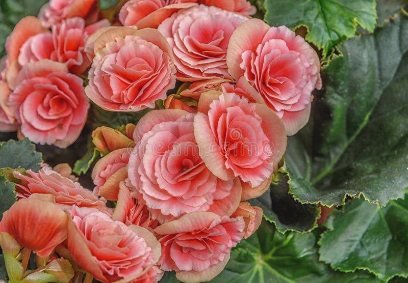 Begonia Elatior Berseba. Pink flowers for patio  garden  balkon  park  home. Top view