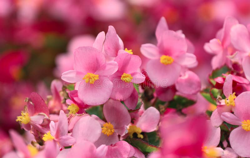 Begonia flower