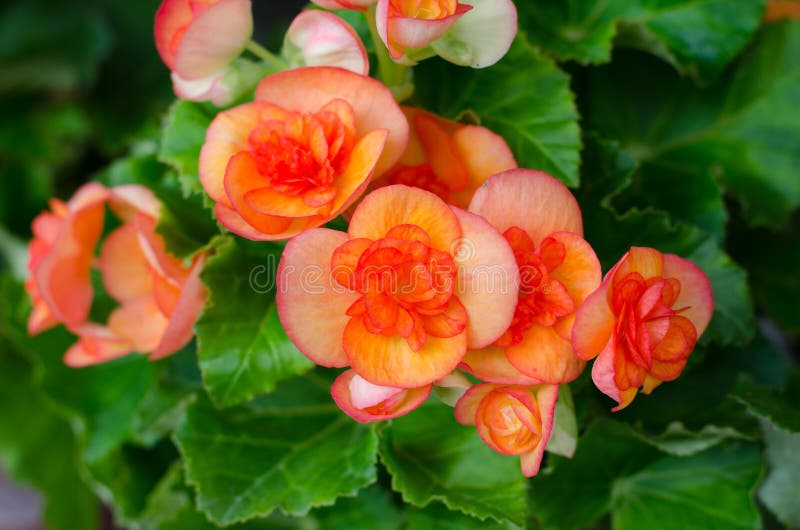 Begonia flower