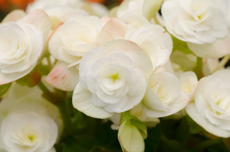 Begonia flower