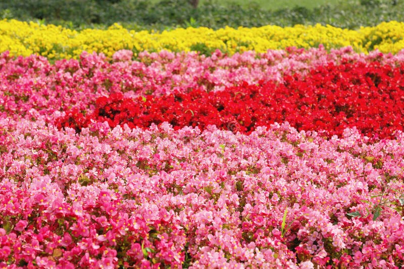 Begonia flower field