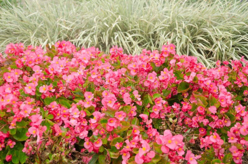 Begonia flower and Spider Plant in the garden