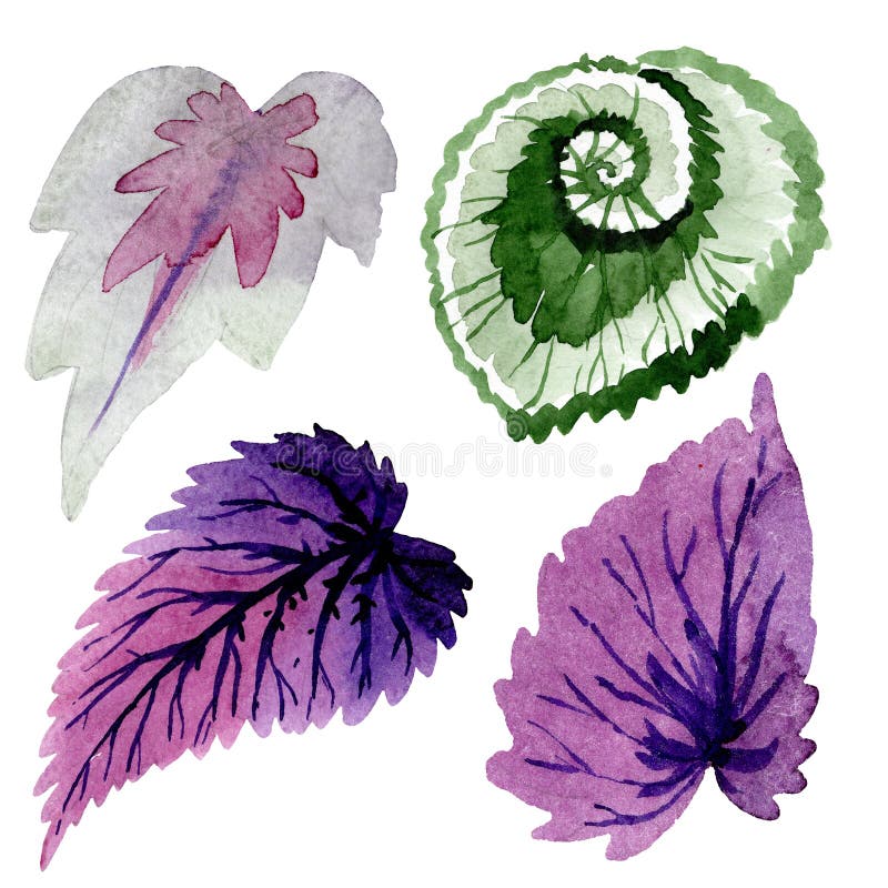 Begonia groene en purpere bladeren Waterverf achtergrondillustratiereeks Het geïsoleerde element van de begoniaillustratie royalty-vrije illustratie Begonia groene en purpere bladeren Waterverf achtergrondillustratiereeks Het geïsoleerde element van de begoniaillustratie royalty-vrije illustratie
