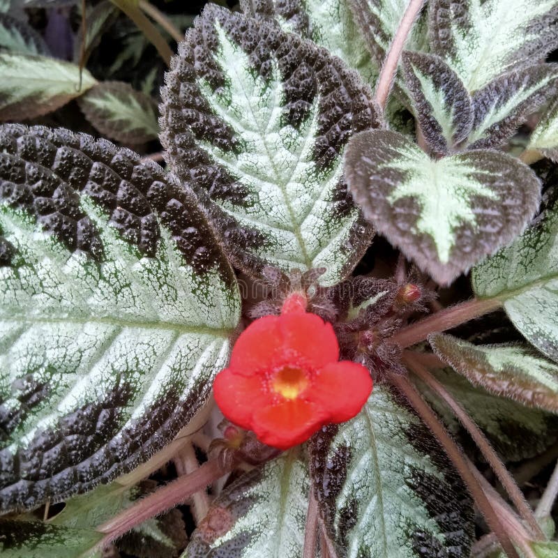 Begonia Leaves Brown Green Pattern Stock Photo Image of brown, thorns
