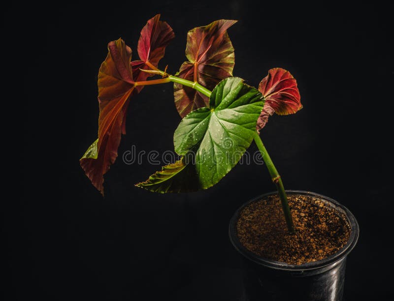 Begonia lucerna or angel wing begonia is a common flowering houseplant