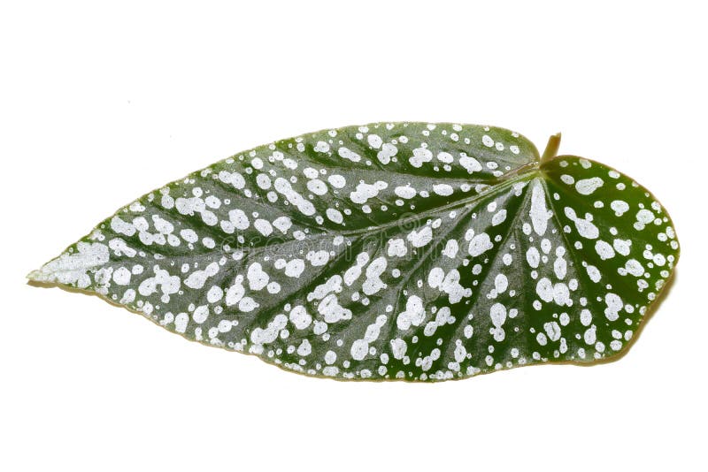 Angel wing polka dot begonia closeup on leaf