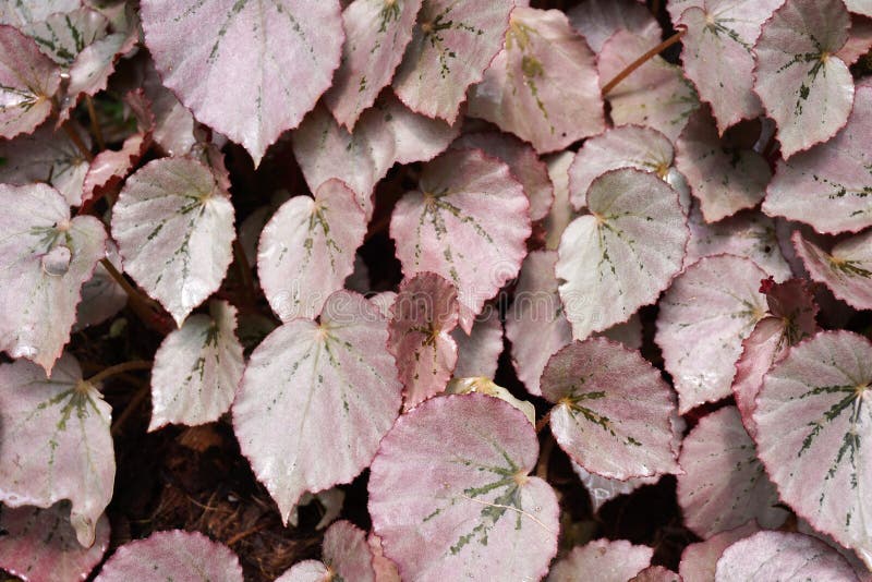 Begonia Plant with Light Green Leaves and Bright White Flowers with Yellow Center Growing in