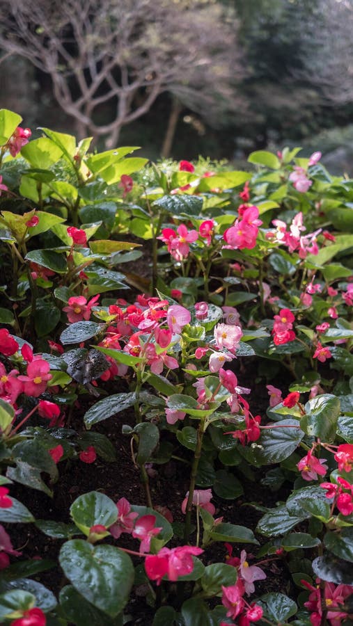 Begonia Plant Perpetua En Un Parque Imagen de archivo - Imagen de plantado,  begonia: 112364927