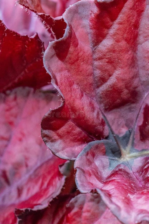 Begonia Rex Sae, Tipo Ruby Slippers, Fundo Textured Imagem de Stock -  Imagem de bonito, deslizadores: 116350943