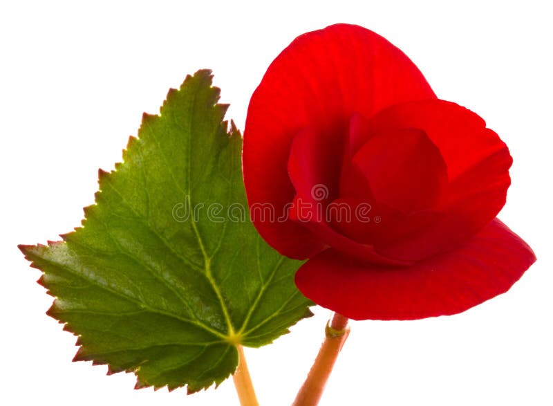Begonia rossa fotografia stock libera da diritti