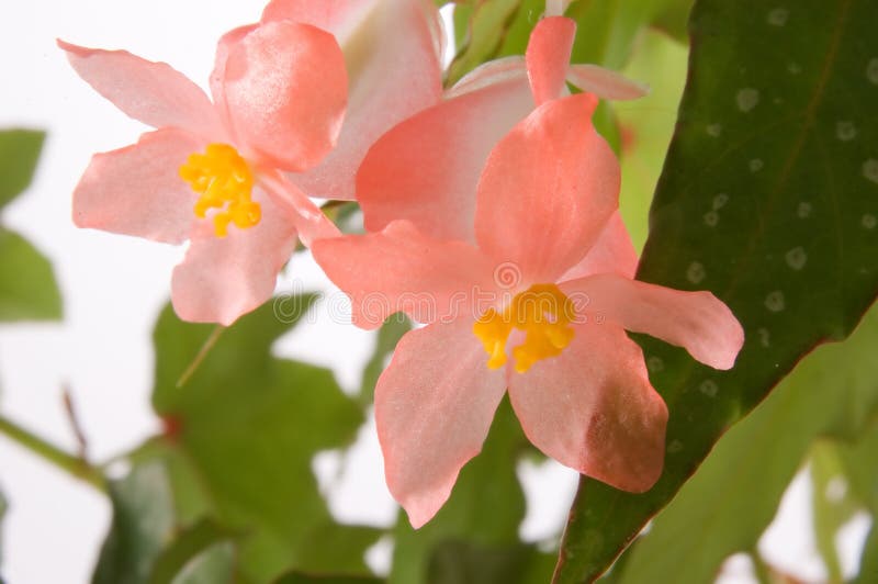 2 pink blooms fro an angel wing begonia. 2 pink blooms fro an angel wing begonia