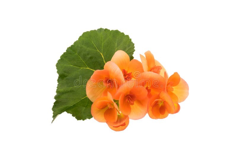 Begoniabloemen met blad stock fotografie Begoniabloemen met blad stock fotografie