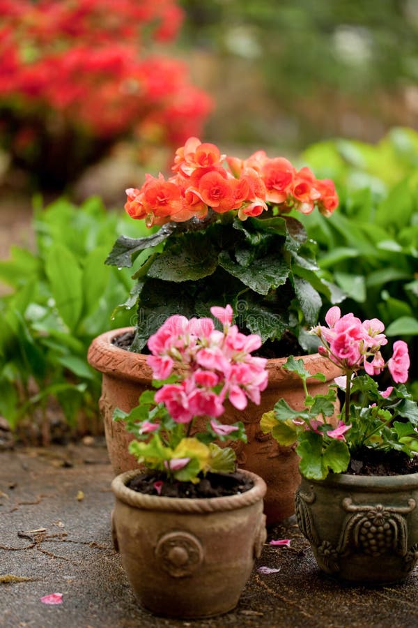 Begonias in pots stock photo. Image of outside, geranium 25364276