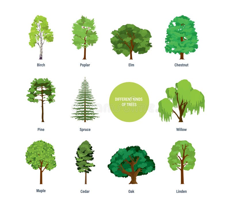 Begrepp av samlingen av moderna olika sorter av träd royaltyfri illustrationer Begrepp av samlingen av moderna olika sorter av träd royaltyfri illustrationer