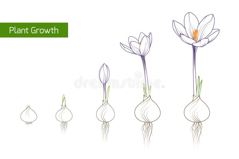 Begrepp för evolution för tillväxt för krokusblommaväxt royaltyfri illustrationer
