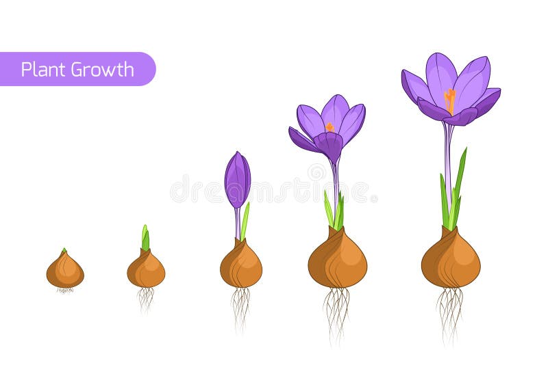 Begrepp för evolution för tillväxt för krokusblommaväxt vektor illustrationer
