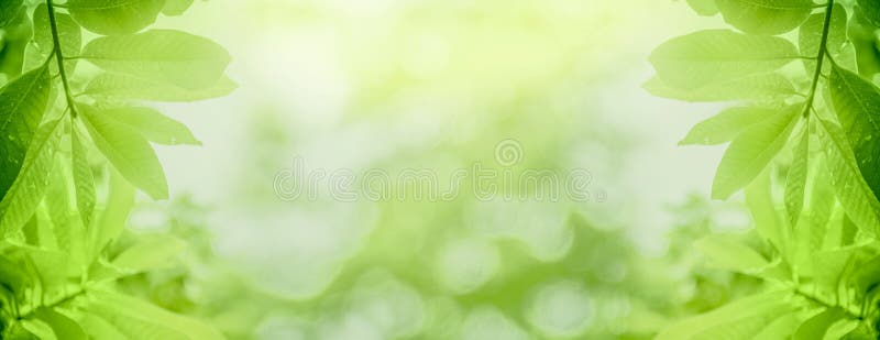 Begreppet relaxering och naturlig läkning, ljusgröna slutblad och solljus, suddiga bakgrunder, vackra naturbokeh i parken arkivbilder